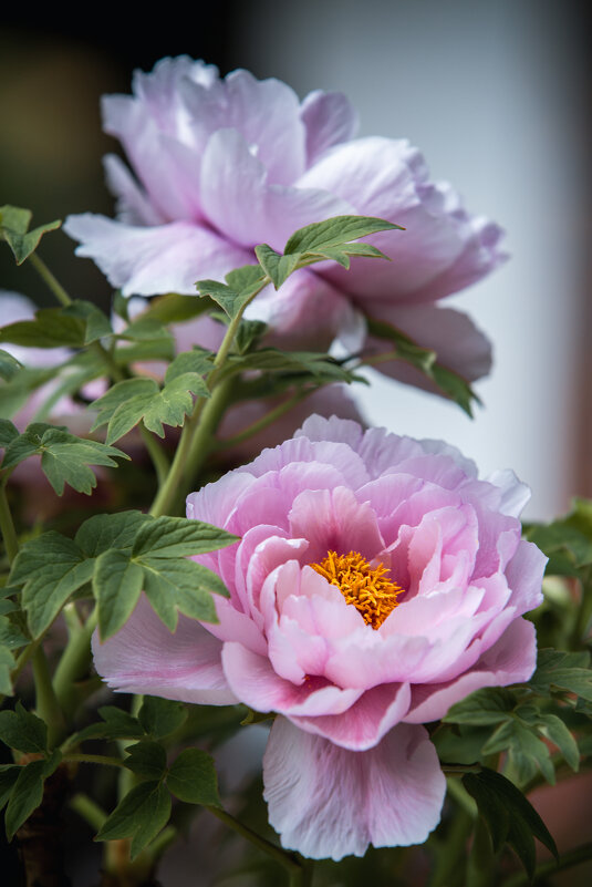 Пионы в городском парке - Дмитрий 