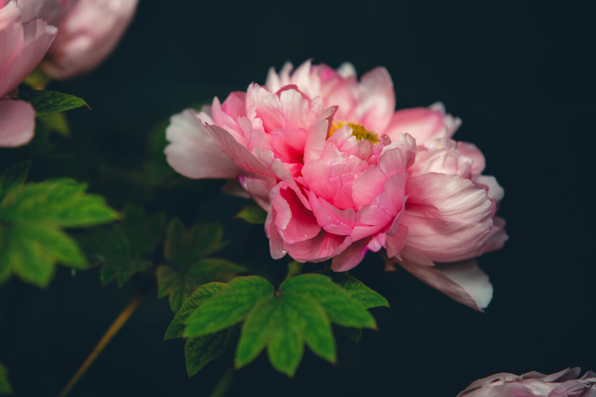 Пионы в городском парке - Дмитрий 