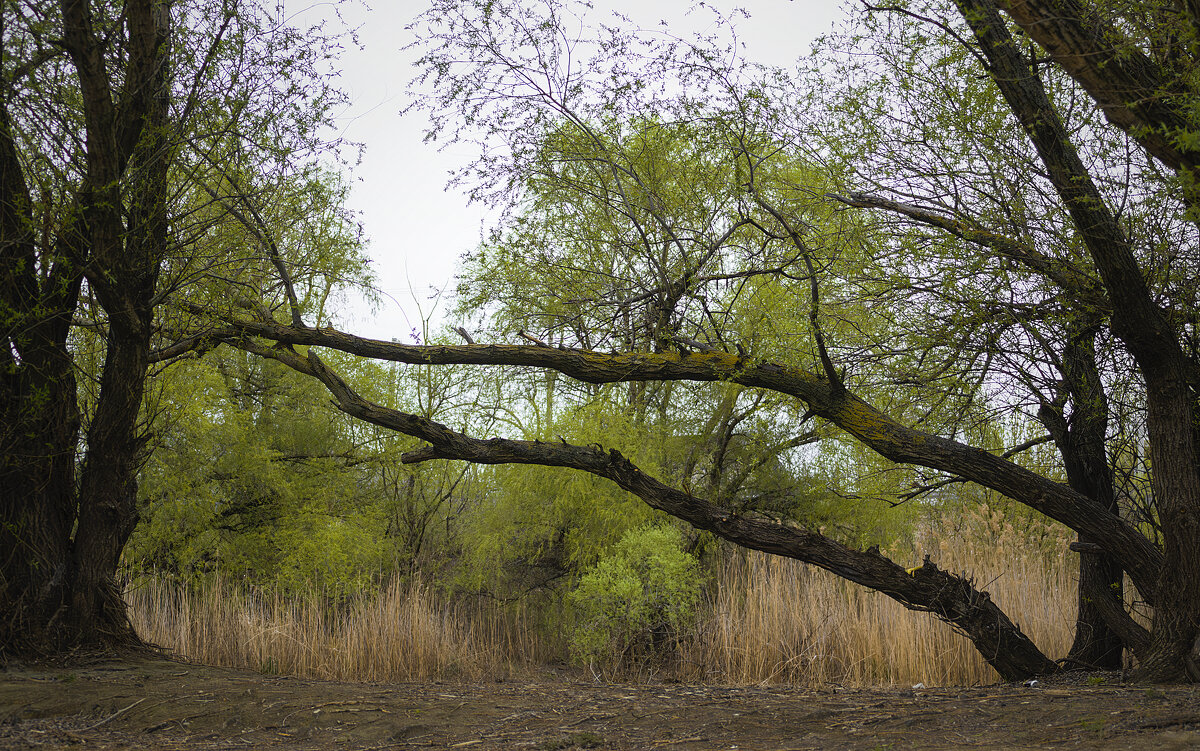 *** - Игорь Протасов