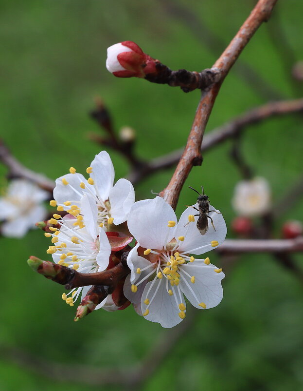 *** - Игорь Kуленко *** - Игорь Kуленко