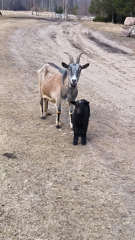 Козочки Яви Нави. - Ольга 