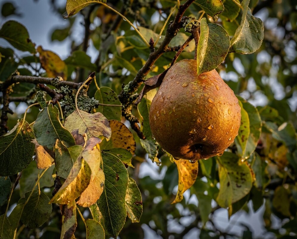 Груша на ветке - Лилия Груша на ветке - Лилия