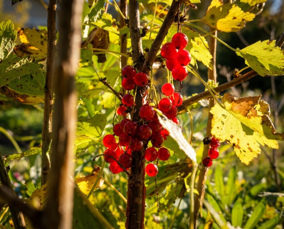 Красная смородина - Лилия 