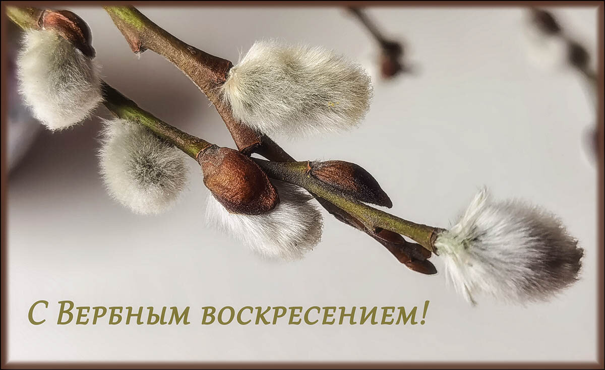 С вербным воскресением, друзья! - Лилия *