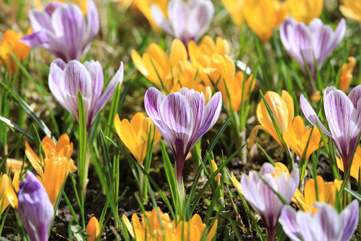 Крокусы - Александр Сивкин