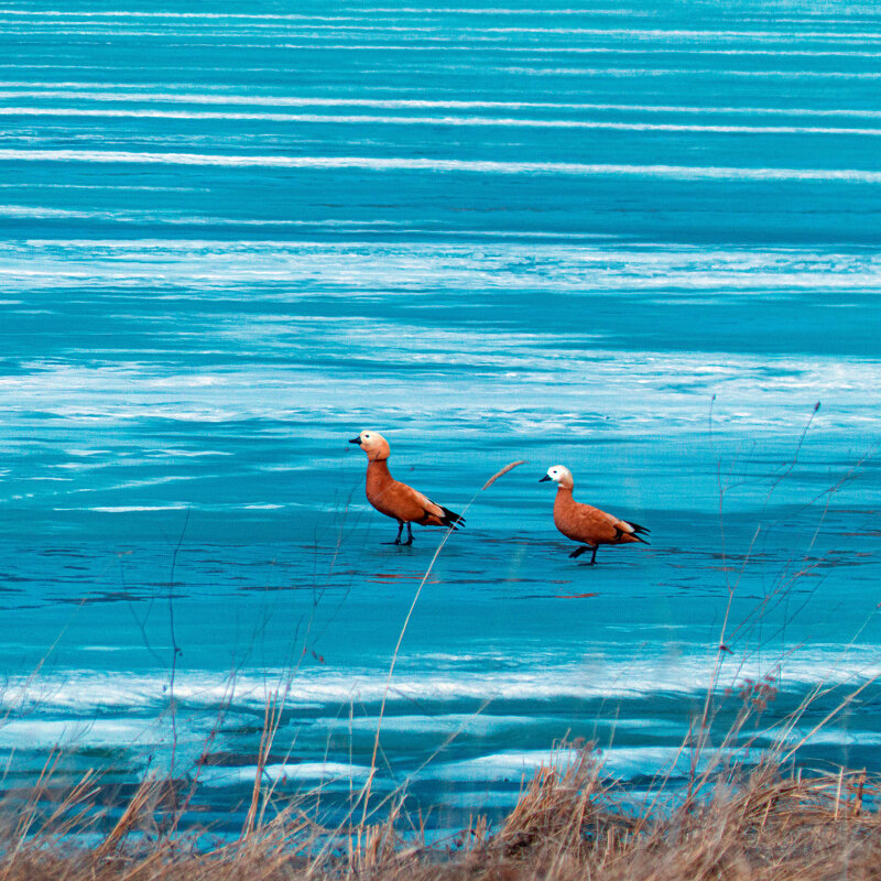 Парочка.. - Алексей Мезенцев Парочка.. - Алексей Мезенцев