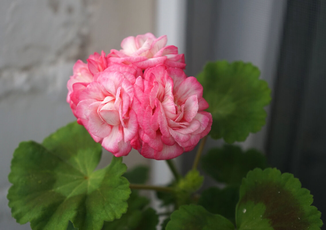 геранька - Анастасия Софронова геранька - Анастасия Софронова