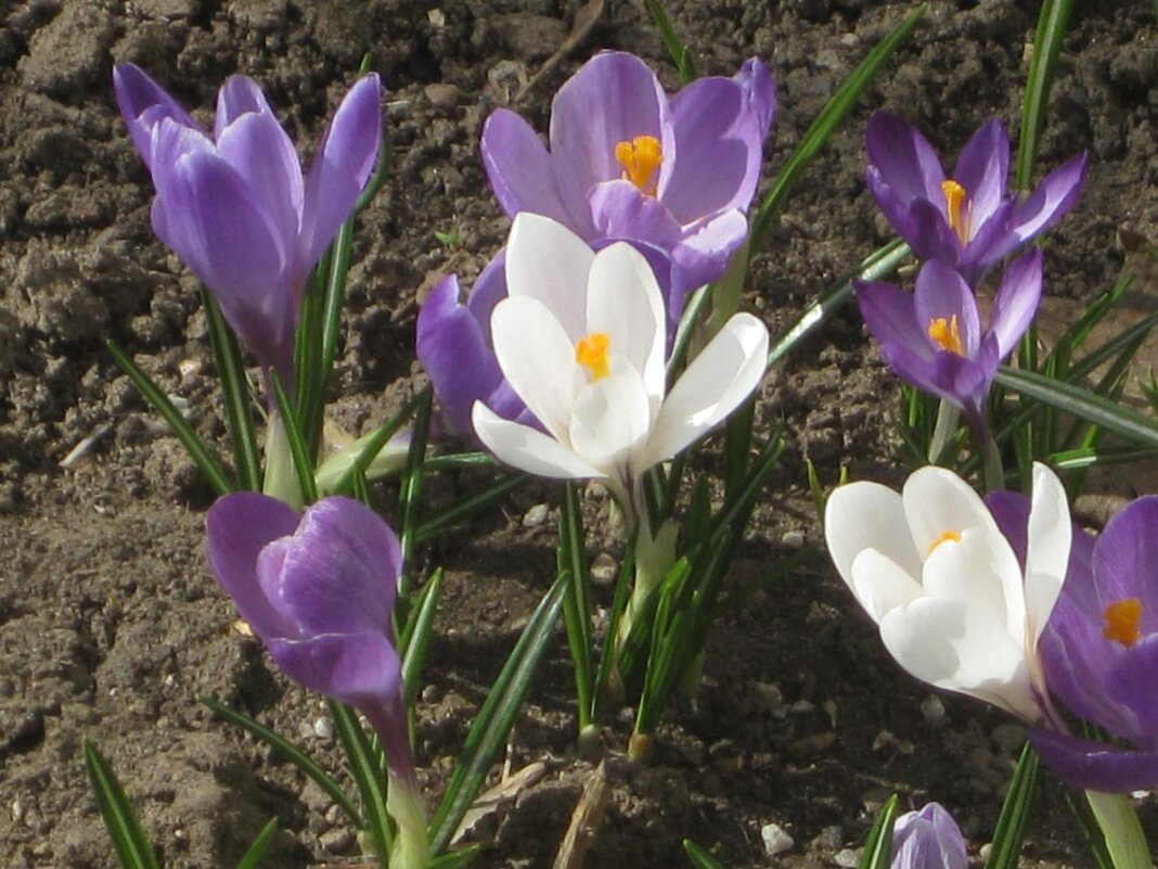 Крокусы весенние - Дмитрий Никитин