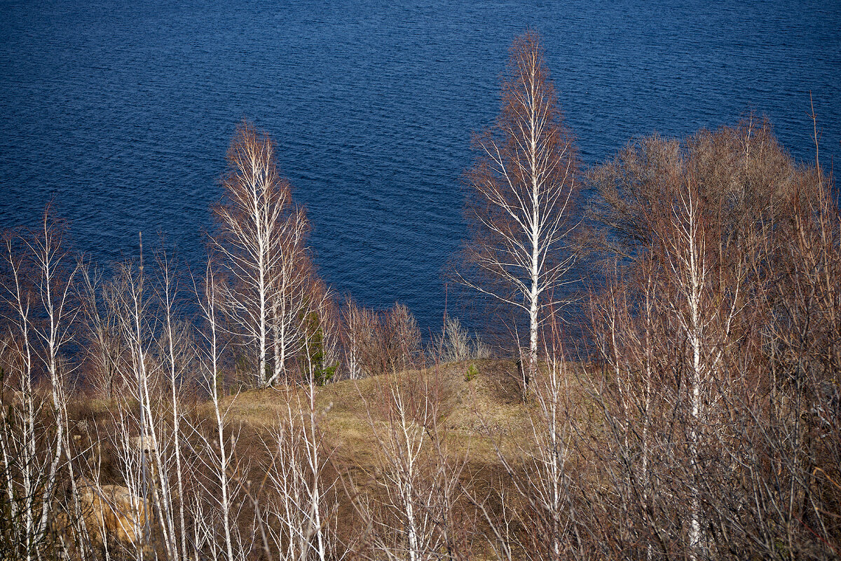 Ширяево. Берёзы над Волгой - Олег Манаенков