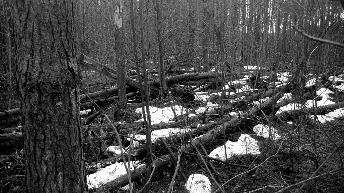 Мечты о ч/б Лейке 93. - Михаил Елочкин Мечты о ч/б Лейке 93. - Михаил Елочкин