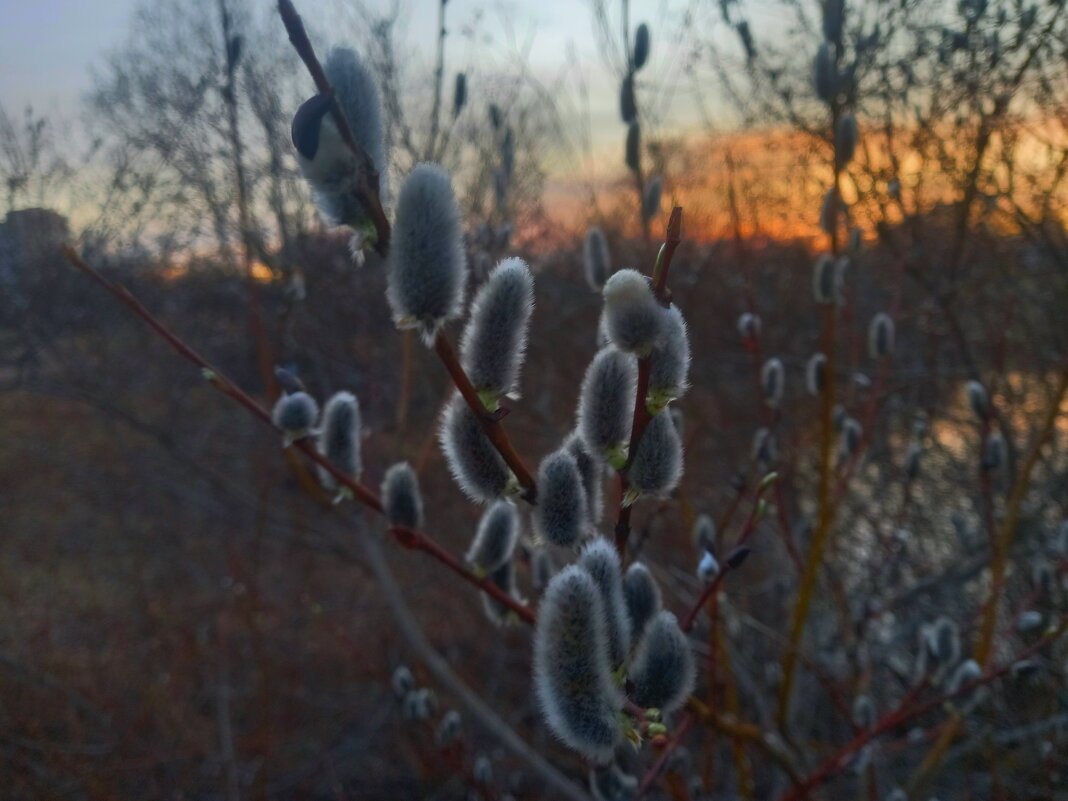 Ива - Сапсан 