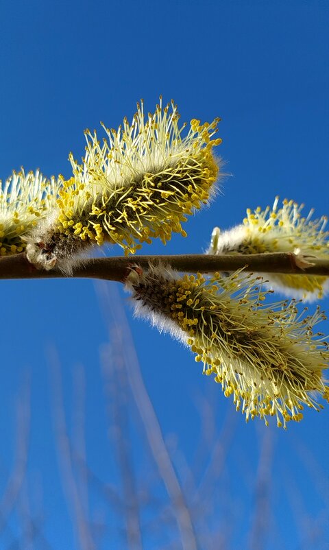 Цветет ива - светлана льдокова Цветет ива - светлана льдокова