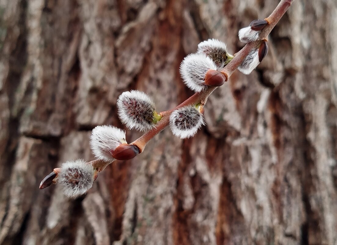 Веточка вербы - светлана льдокова