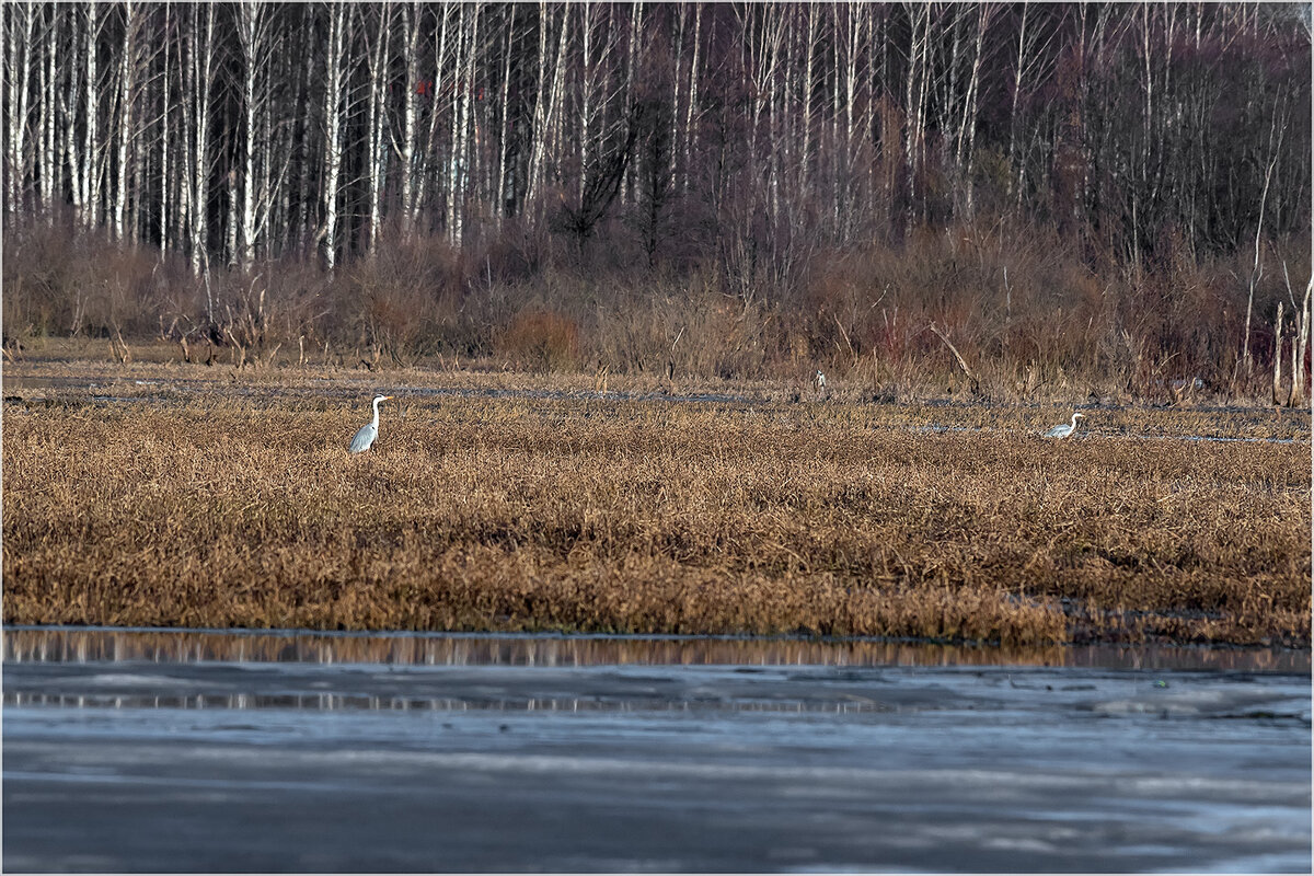 Серые цапли на охоте - Валентин Котляров Серые цапли на охоте - Валентин Котляров