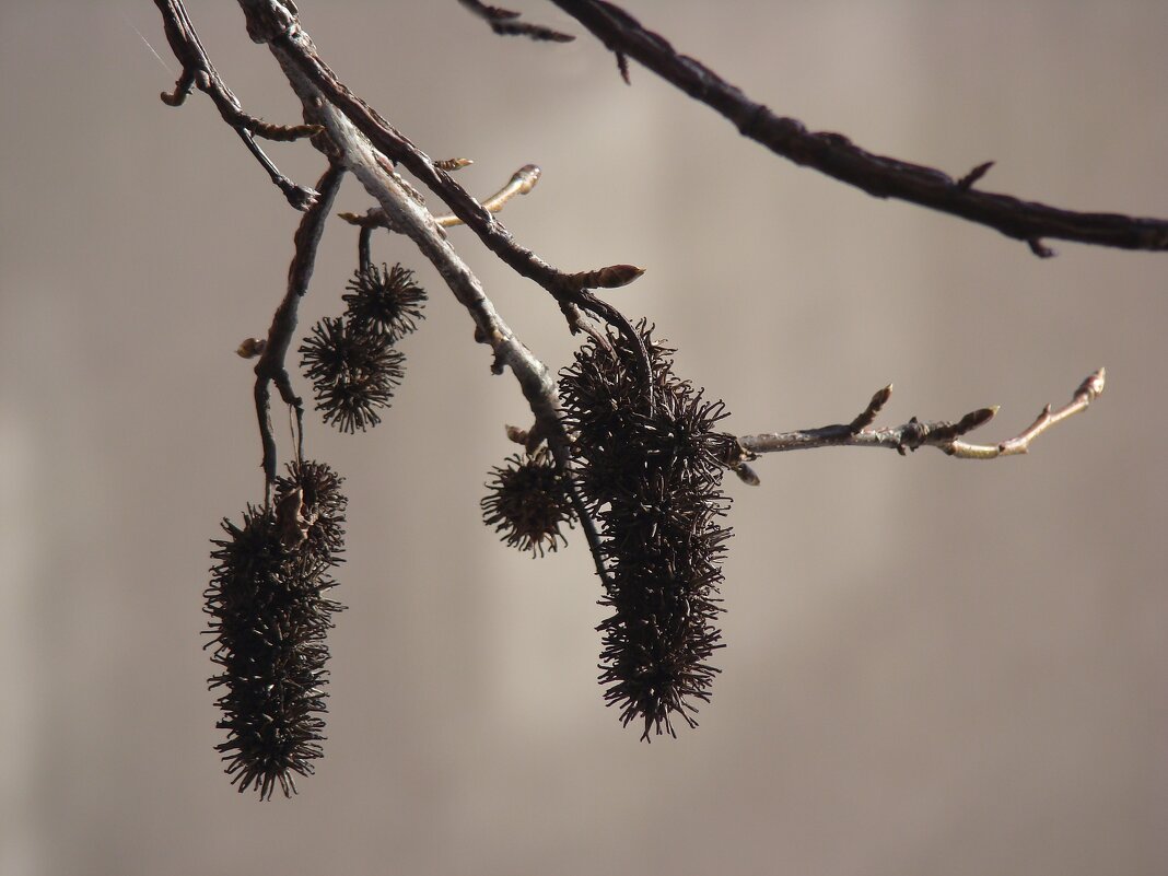 "Всего и надо, что вглядеться..." Ю.Левитанский - Syntaxist (Светлана) "Всего и надо, что вглядеться..." Ю.Левитанский - Syntaxist (Светлана)