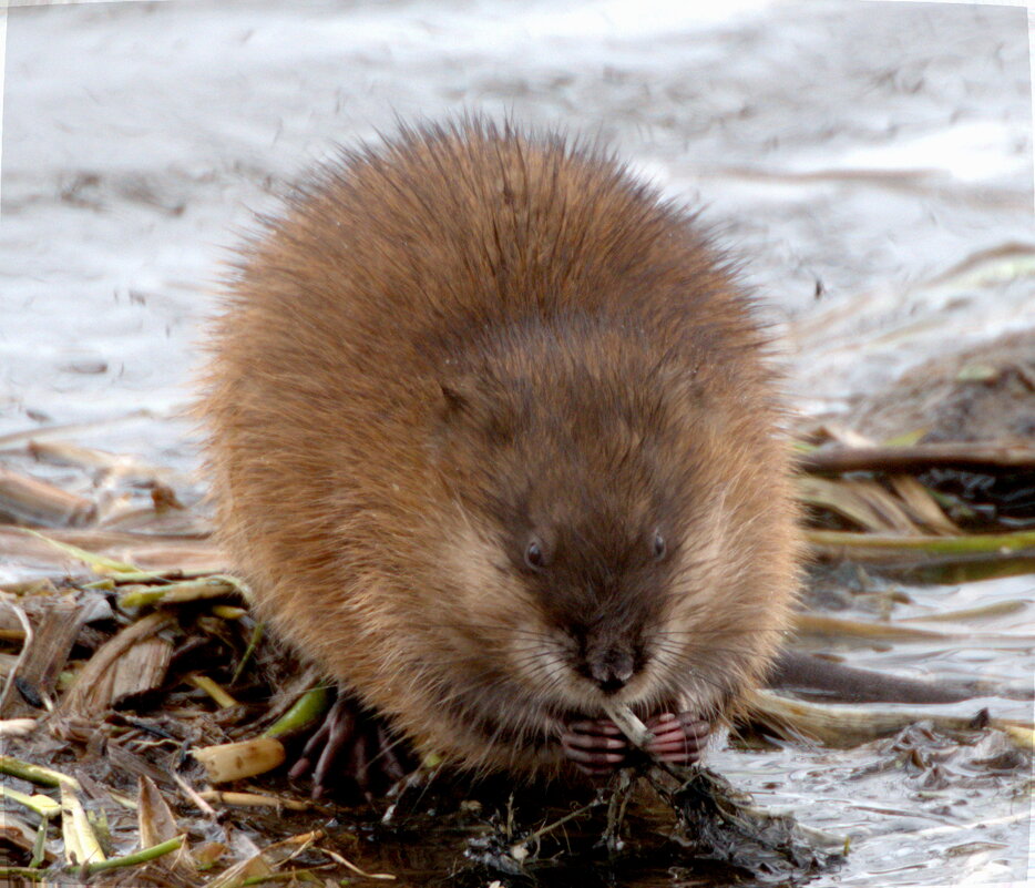 Ондатра - Сергей Владимирович Егоров