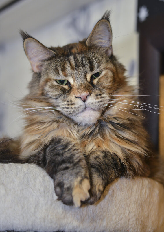 куняша - Юрий Бичеров куняша - Юрий Бичеров