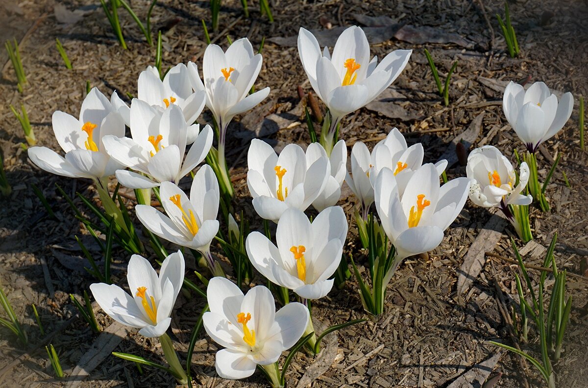 Крокусы в парке Зарядье - Ольга Крокусы в парке Зарядье - Ольга