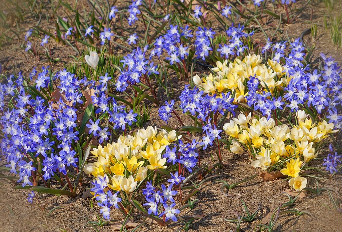 Первоцветы в Зарядье - Ольга Первоцветы в Зарядье - Ольга