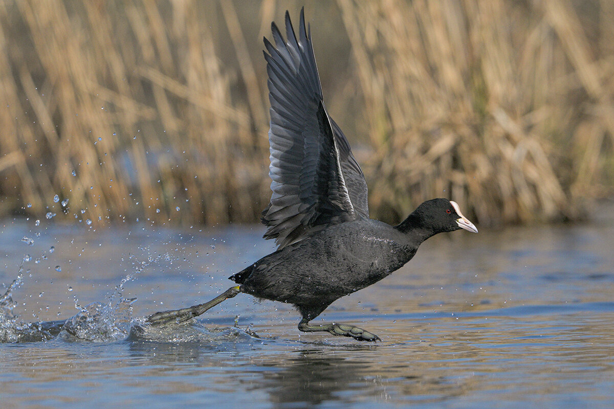 Вперёд - Maxim Lanin
