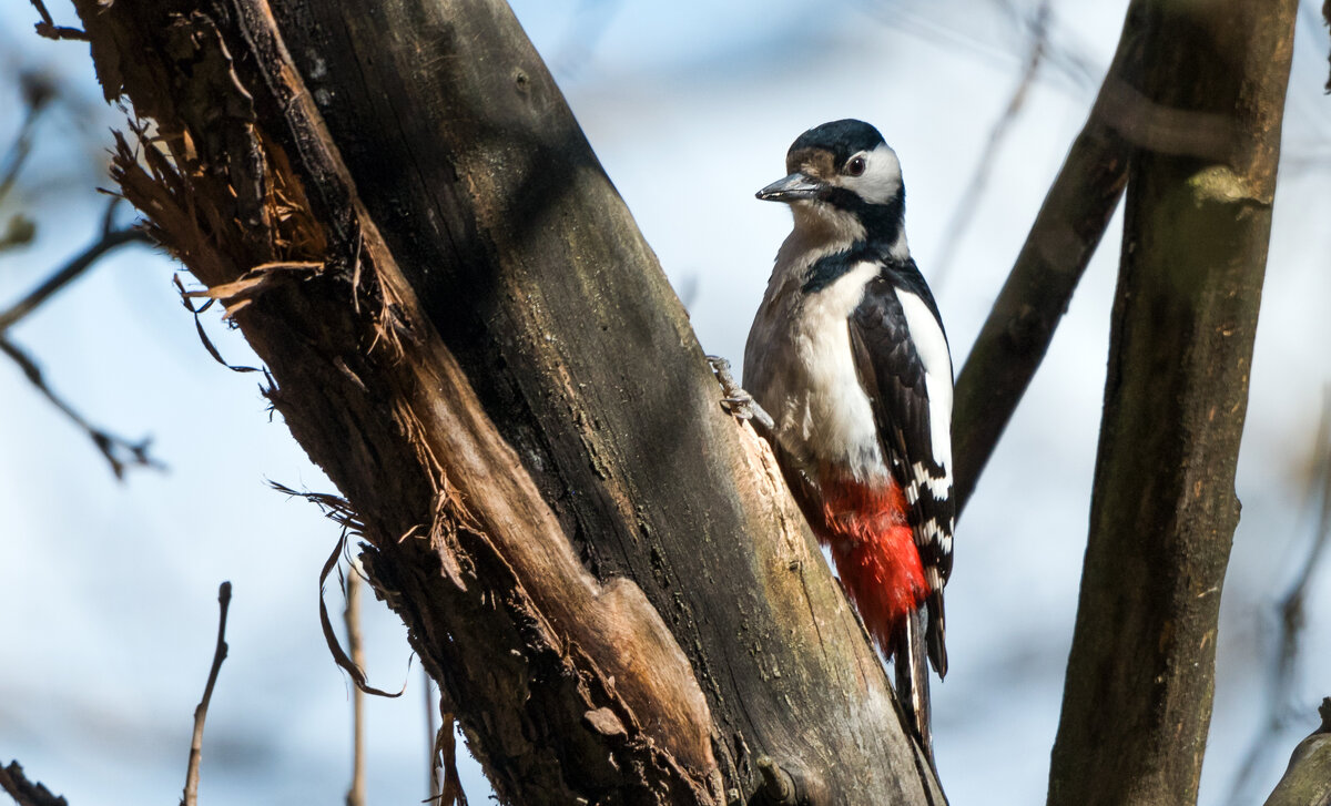 Большой пестрый дятел. - Владимир Безбородов Большой пестрый дятел. - Владимир Безбородов