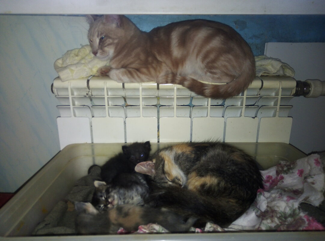 Семья в сборе - Сергей Кочнев