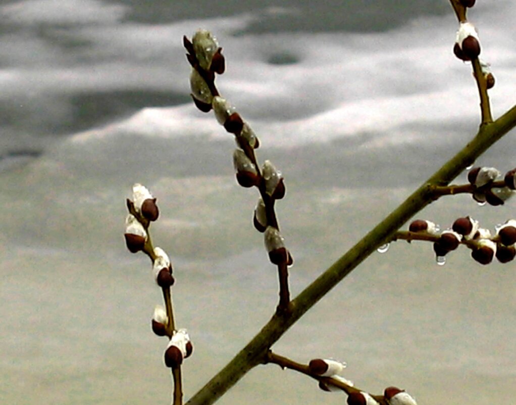 Апрель...Вербное воскресение на Вогульском пруду! - Владимир Апрель...Вербное воскресение на Вогульском пруду! - Владимир