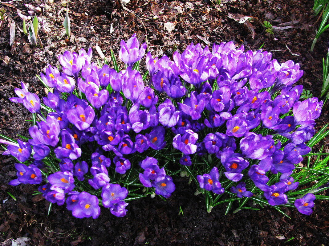 Во всей красе - Людмила Смородинская