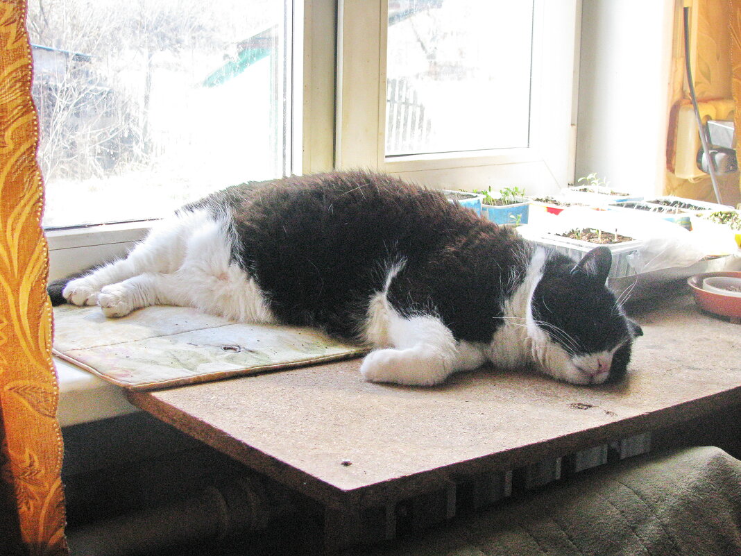 Нагулялся и уснул - Людмила Смородинская Нагулялся и уснул - Людмила Смородинская