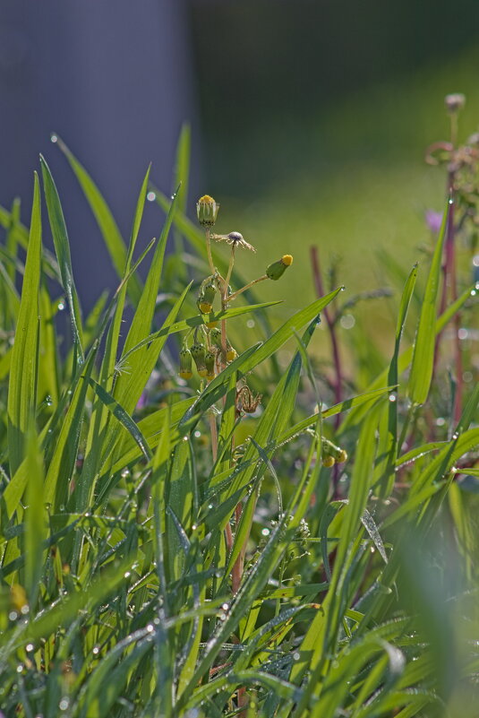 Трава - Giant Tao /