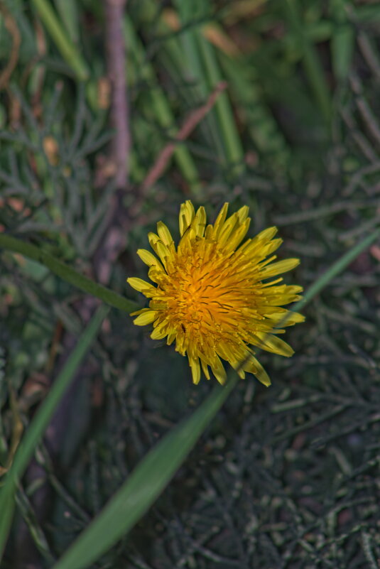 Одуванчик полевой - Giant Tao /