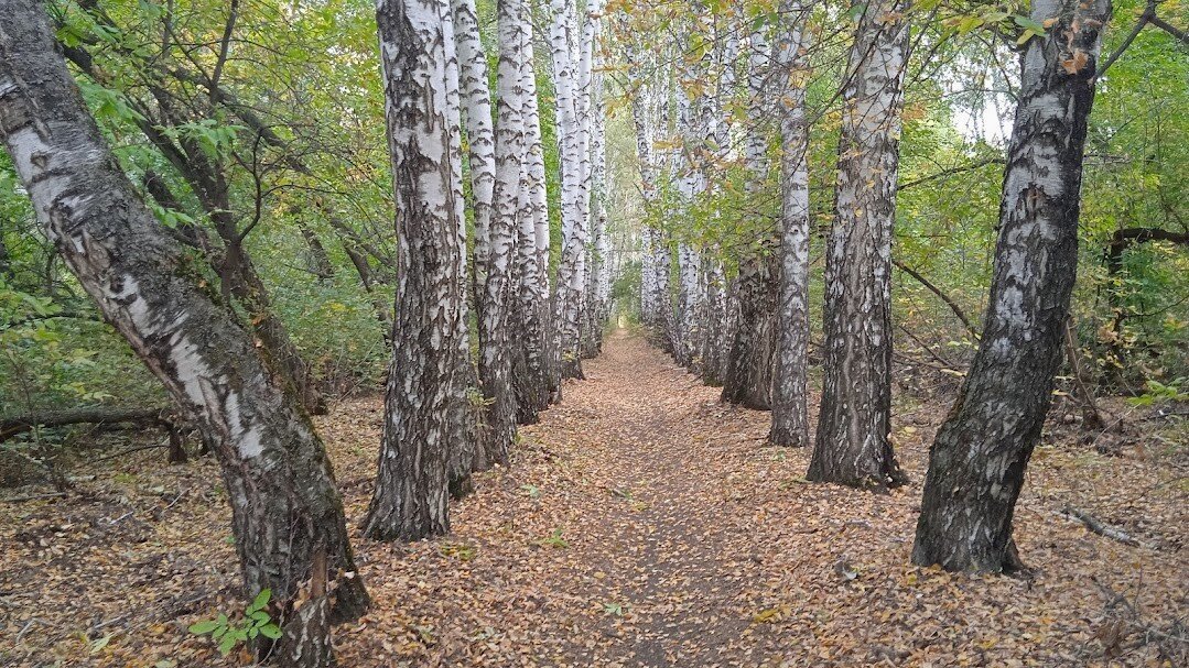 сентябрь в берёзовой аллее - Елена Шаламова