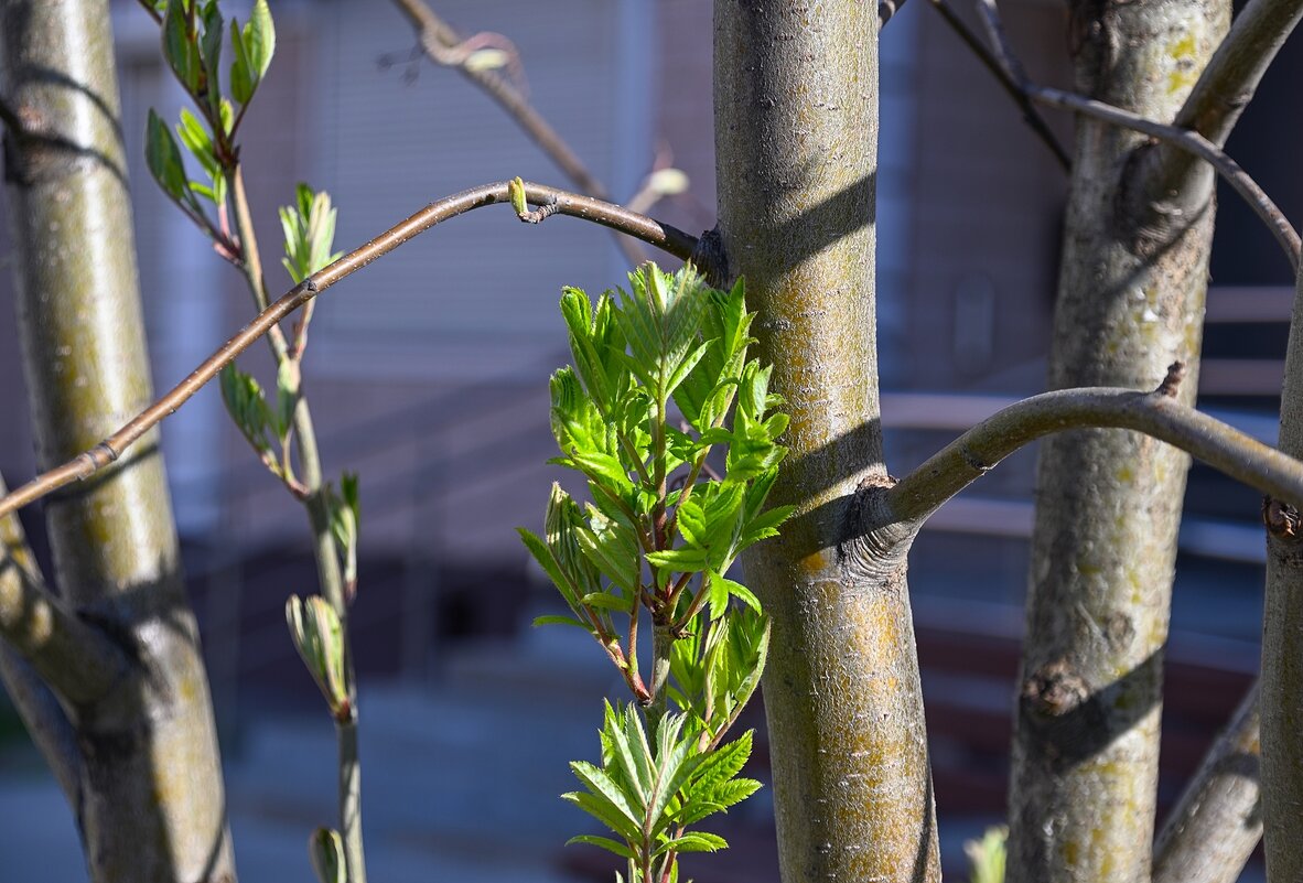 Апрельский этюд - Валерий Иванович Апрельский этюд - Валерий Иванович