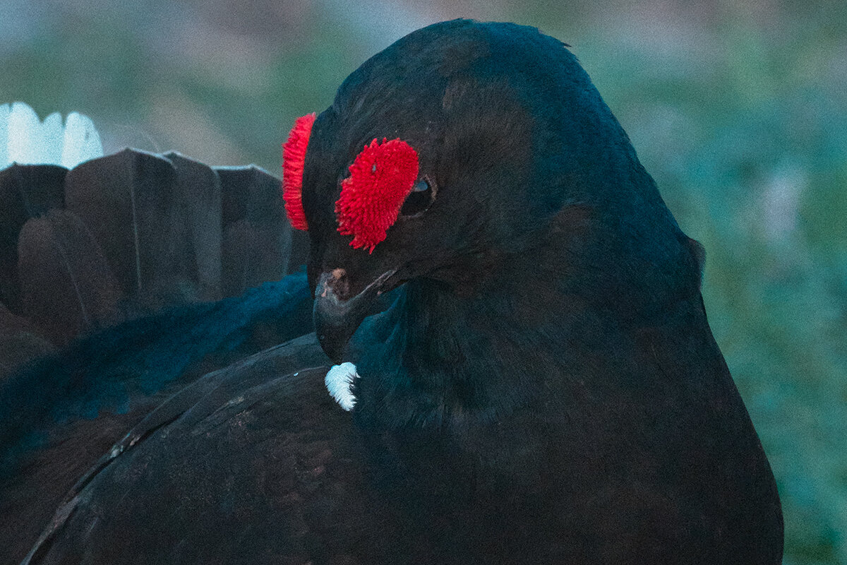 Тетерев - Yudong Liu