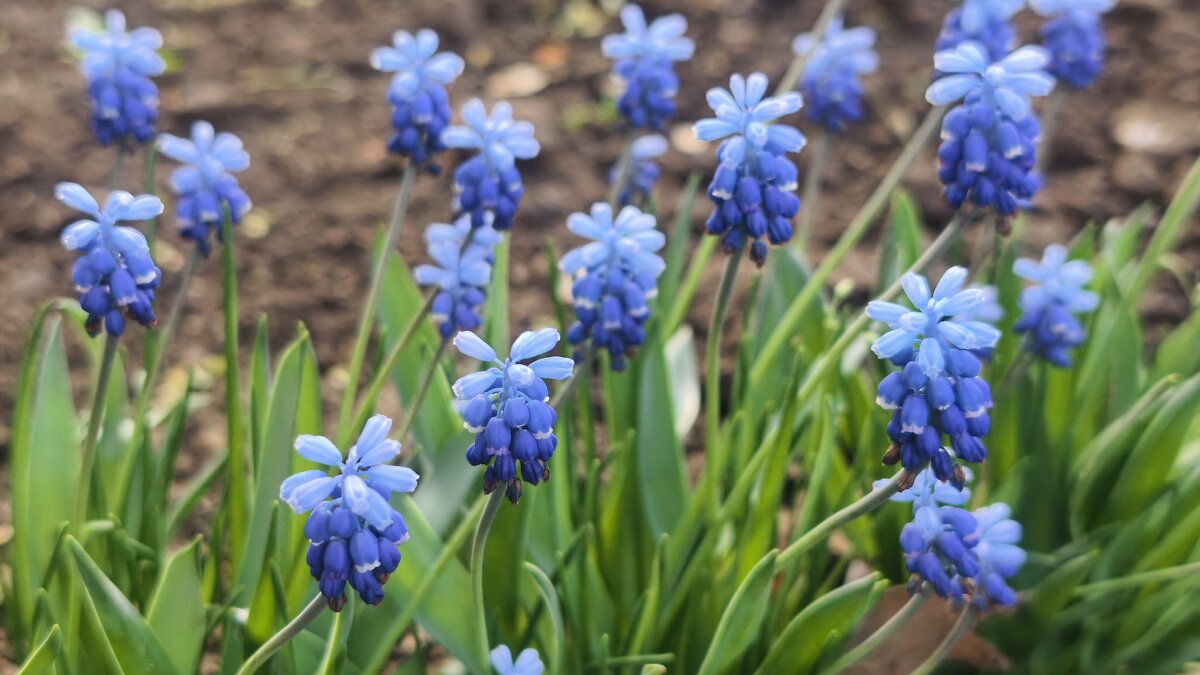 Мускарики - Мариша Тим