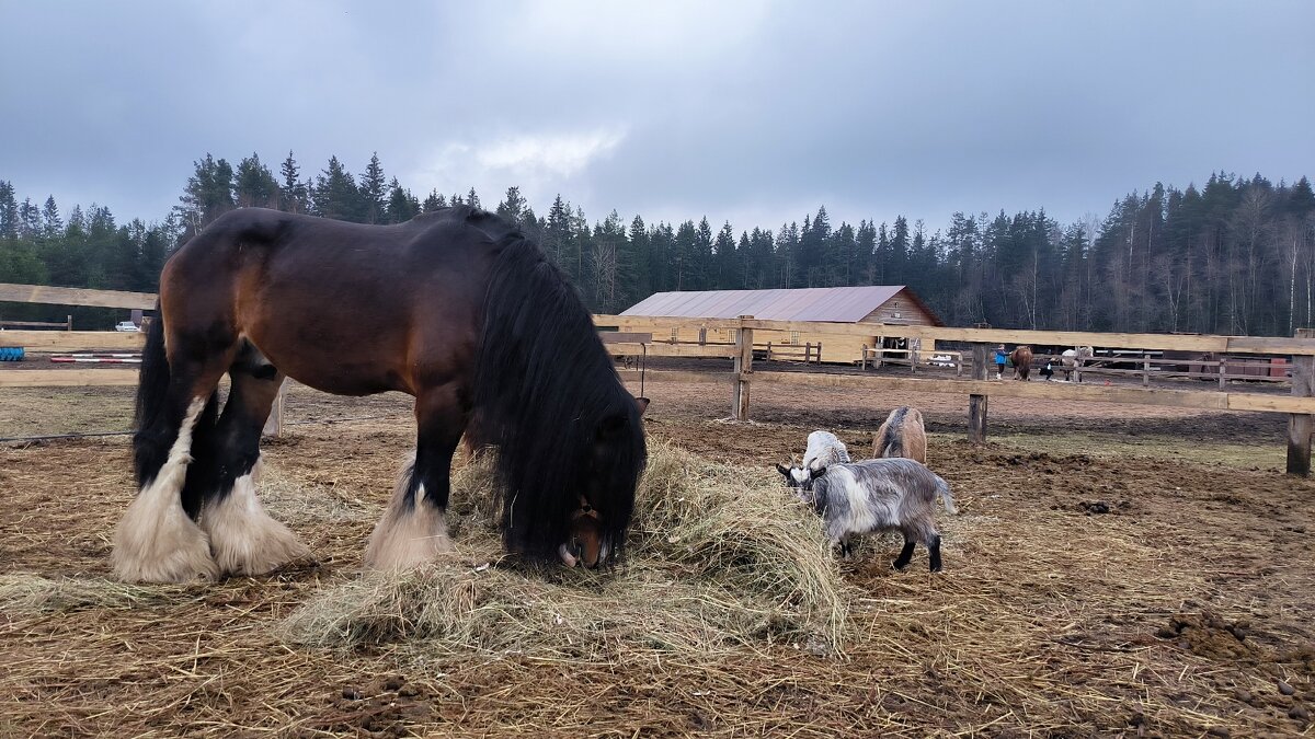 Харлиф Джозеф. - Ольга 