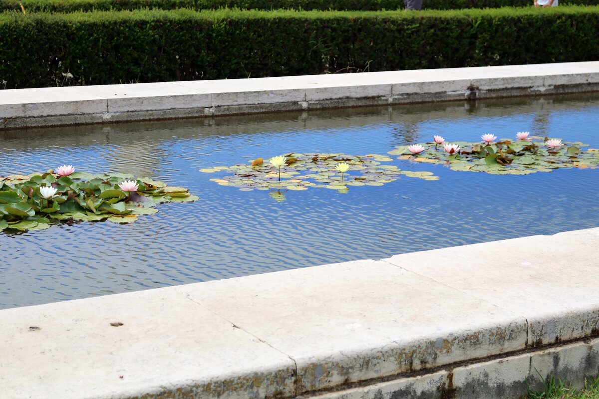 Лилии в городском парке - Ольга Лилии в городском парке - Ольга