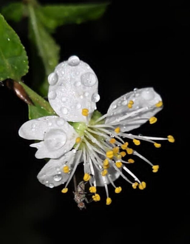 ВЕСНА - Tata Wolf