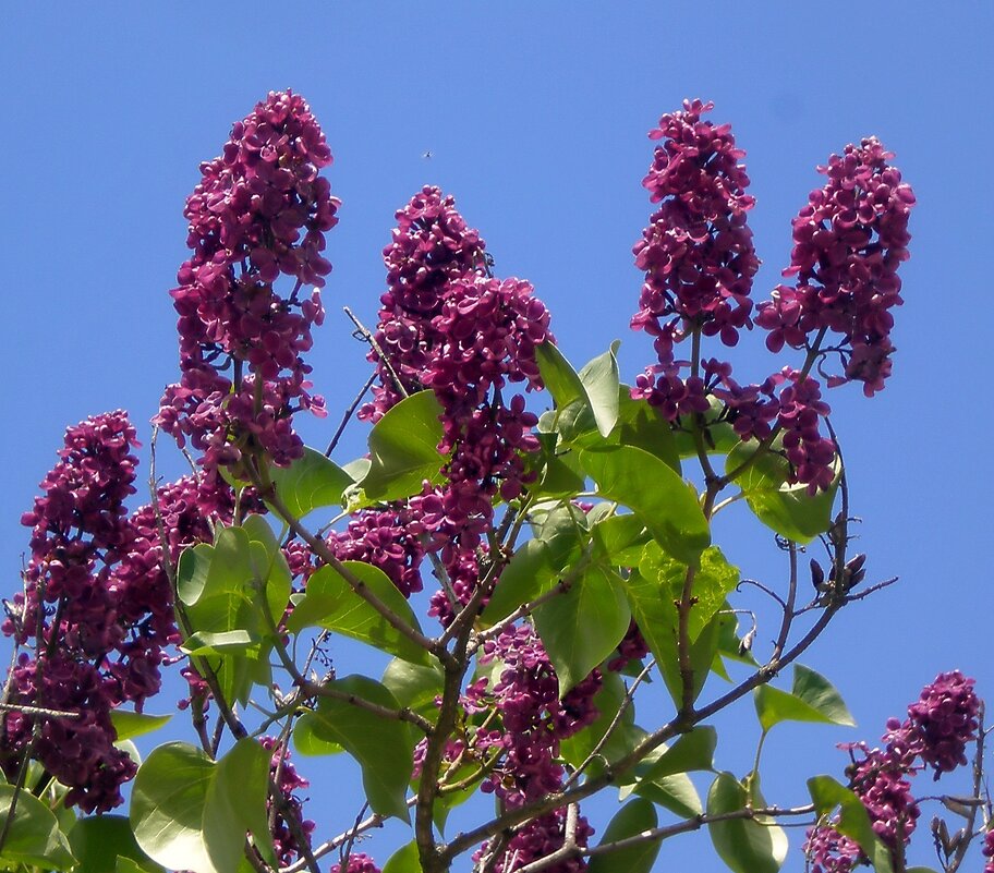 Весна пришла - Роман Савоцкий