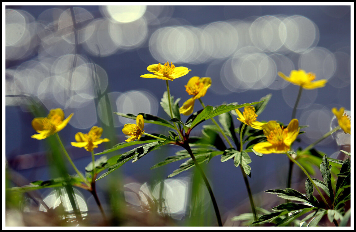 *** - Aleksandr Gal *** - Aleksandr Gal