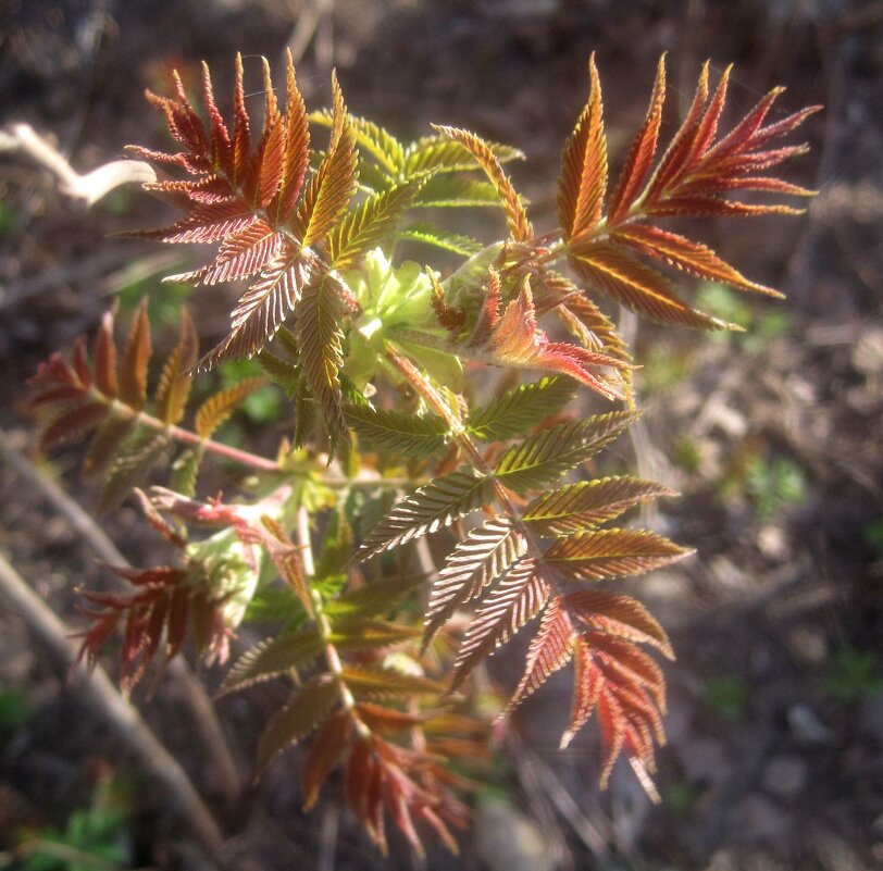 Рябина молодая - Елена Семигина
