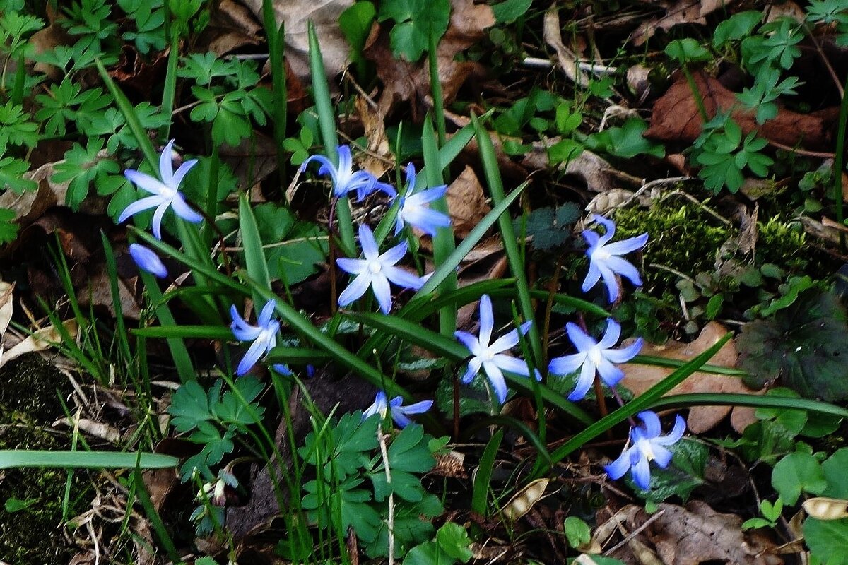 Хионодокса - Рита Симонова