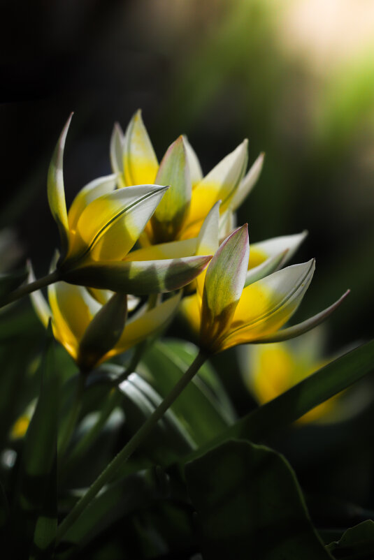 Туркестанские тюльпаны - Игорь Шевченко