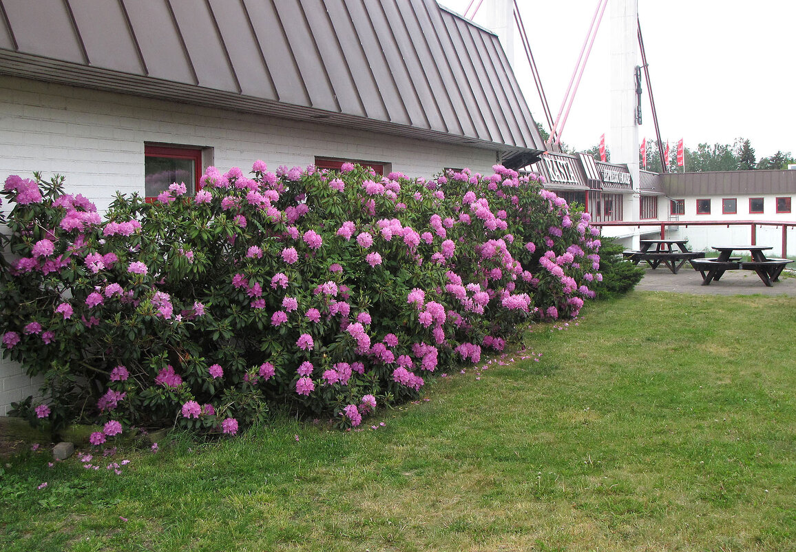 Рододендрон - Александр Ильчевский 