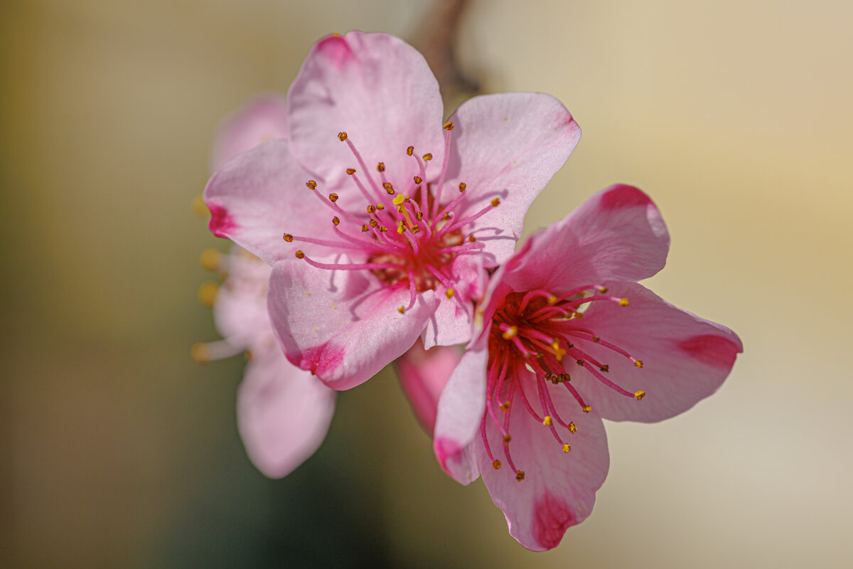 Нежное цветение персика - Светлана Тихонина