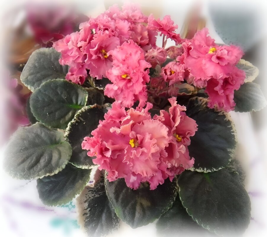 Фиалочка - Елена Сухорученкова