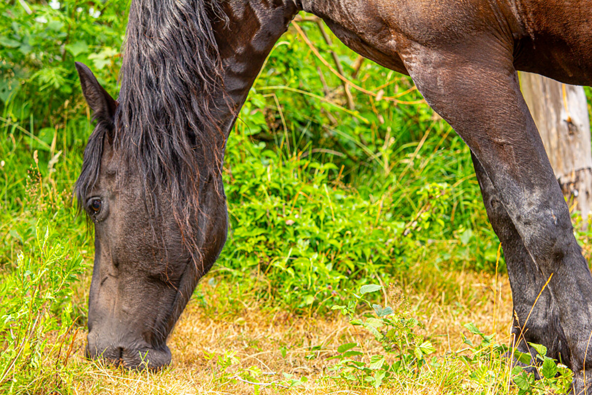 Красавец. - Lucy Schneider 