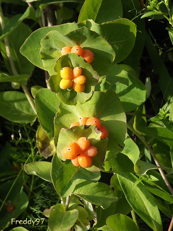 Каприфоль - Freddy 97 Каприфоль - Freddy 97