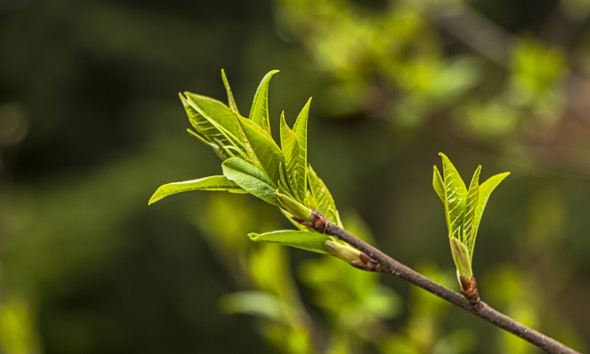 Яркий цвет весны. - Петр Беляков
