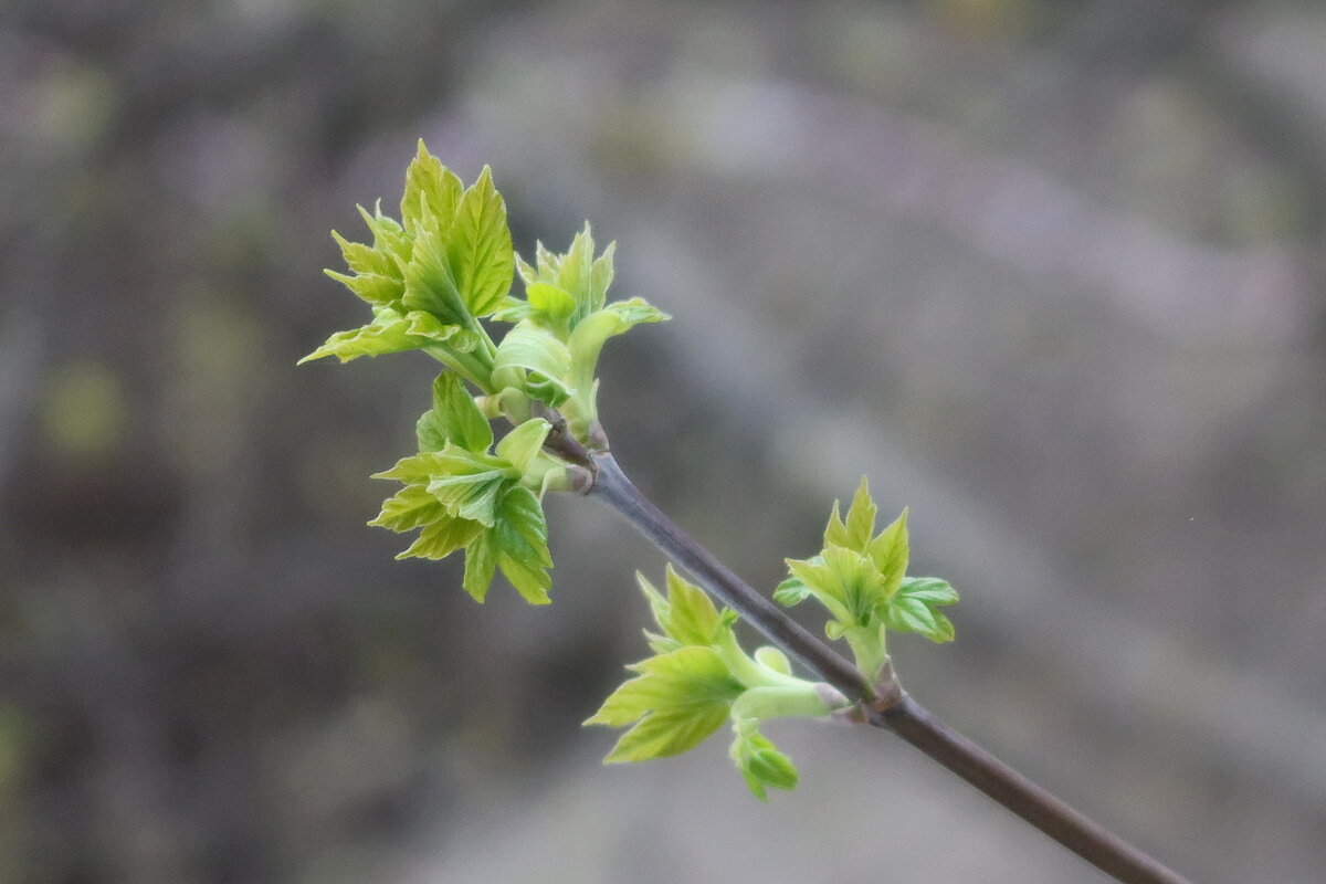 Клен - Дмитрий И_